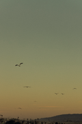 "SOFT SUNSET" PRINT (digital)